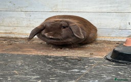 Mini Lop rabbits for sale: 2 x mini lop rabbits  - Image 2