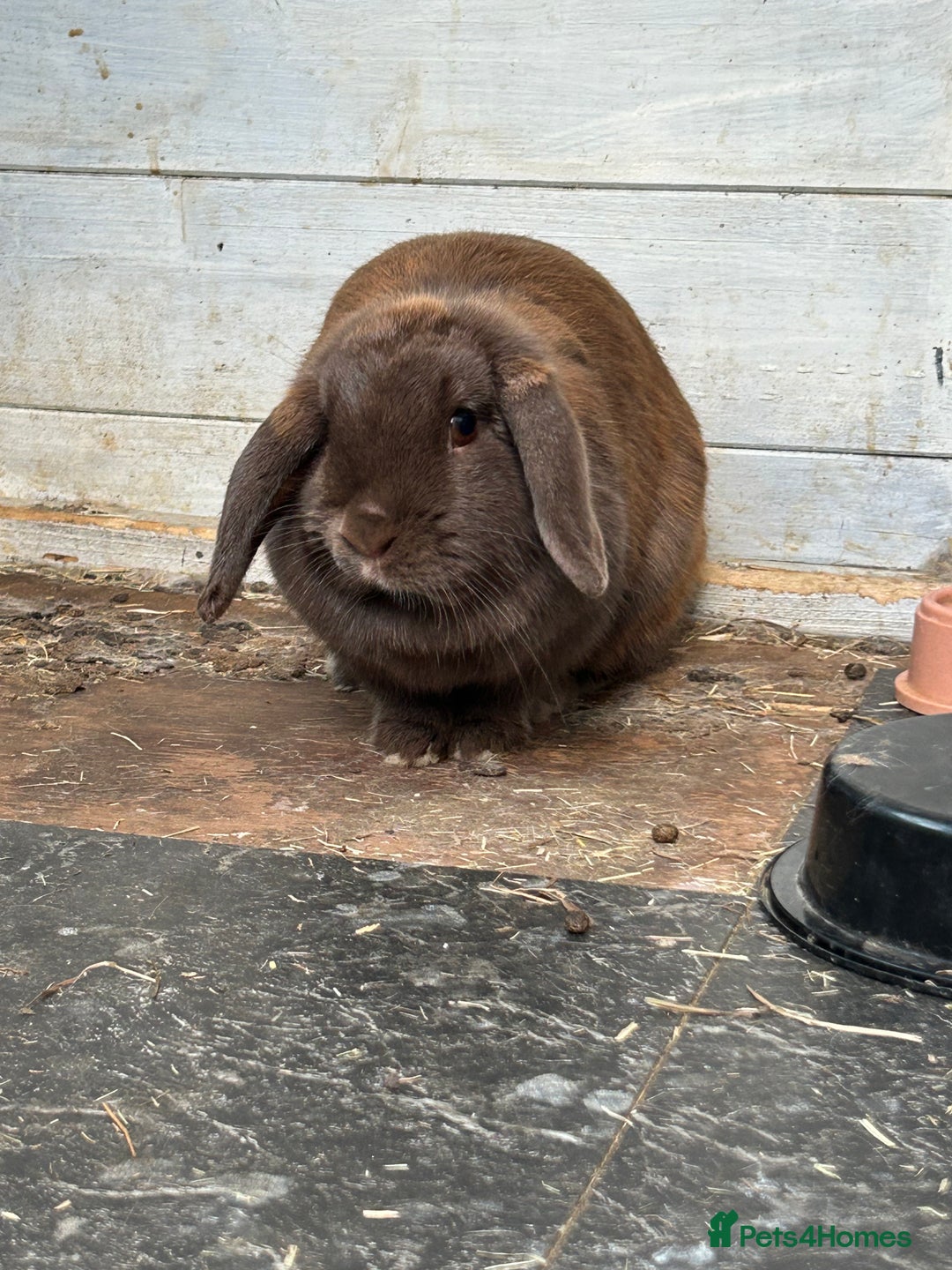 Mini Lop rabbits for sale: 2 x mini lop rabbits  - Image 2