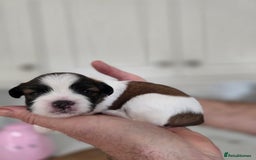 Lhasa Apso dogs for sale: Beautiful Lhasa Apso Puppies - Image 5