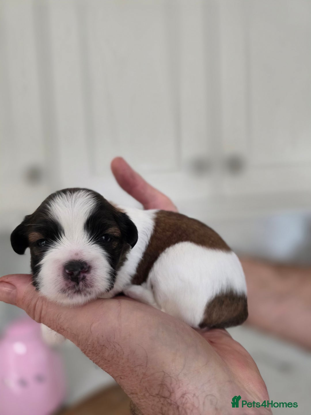 Lhasa Apso dogs for sale: Beautiful Lhasa Apso Puppies - Image 5