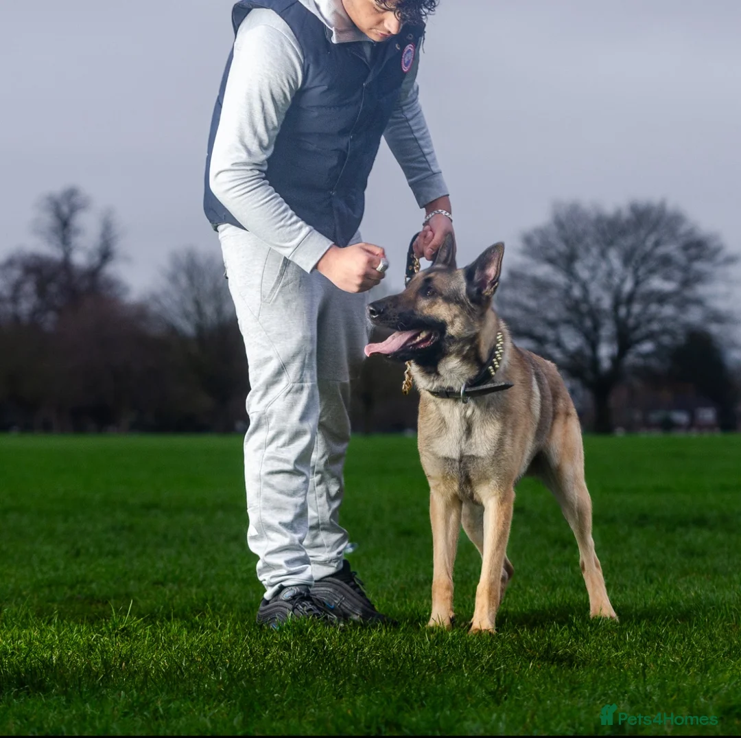 German Shepherd dogs for stud: PROVEN BIG BONED GERMAN SHEPHERD FOR STUD  in Romford - Advert 2