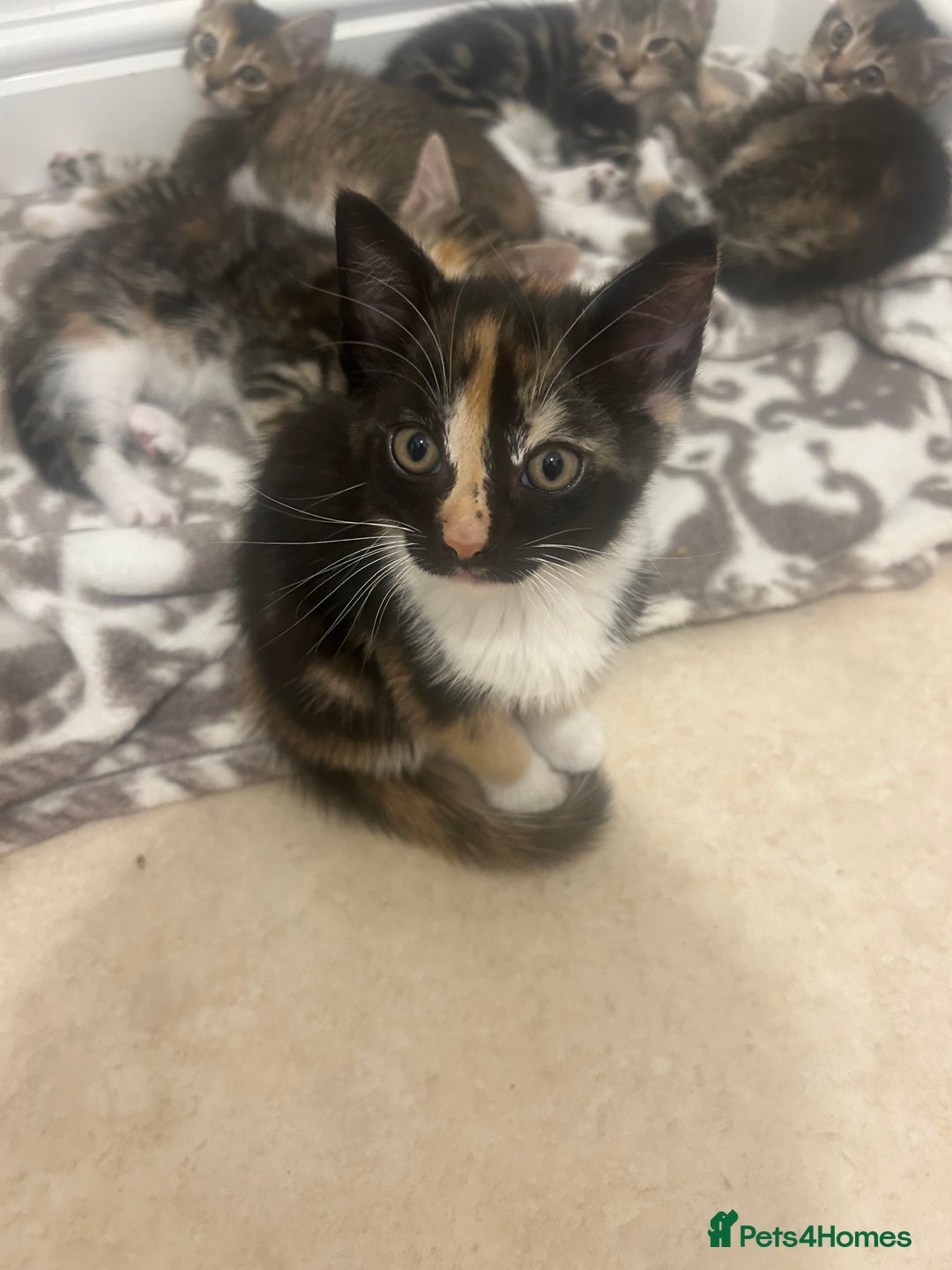 Mixed Breed cats for sale: Adorable kittens for sale - Advert 2