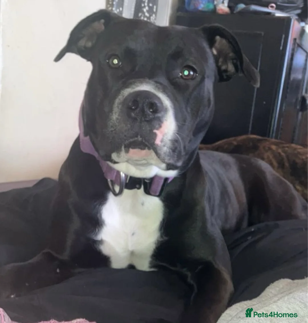American Bull Staffy dogs for sale: American bull staff looking for forever new home! - Advert 2