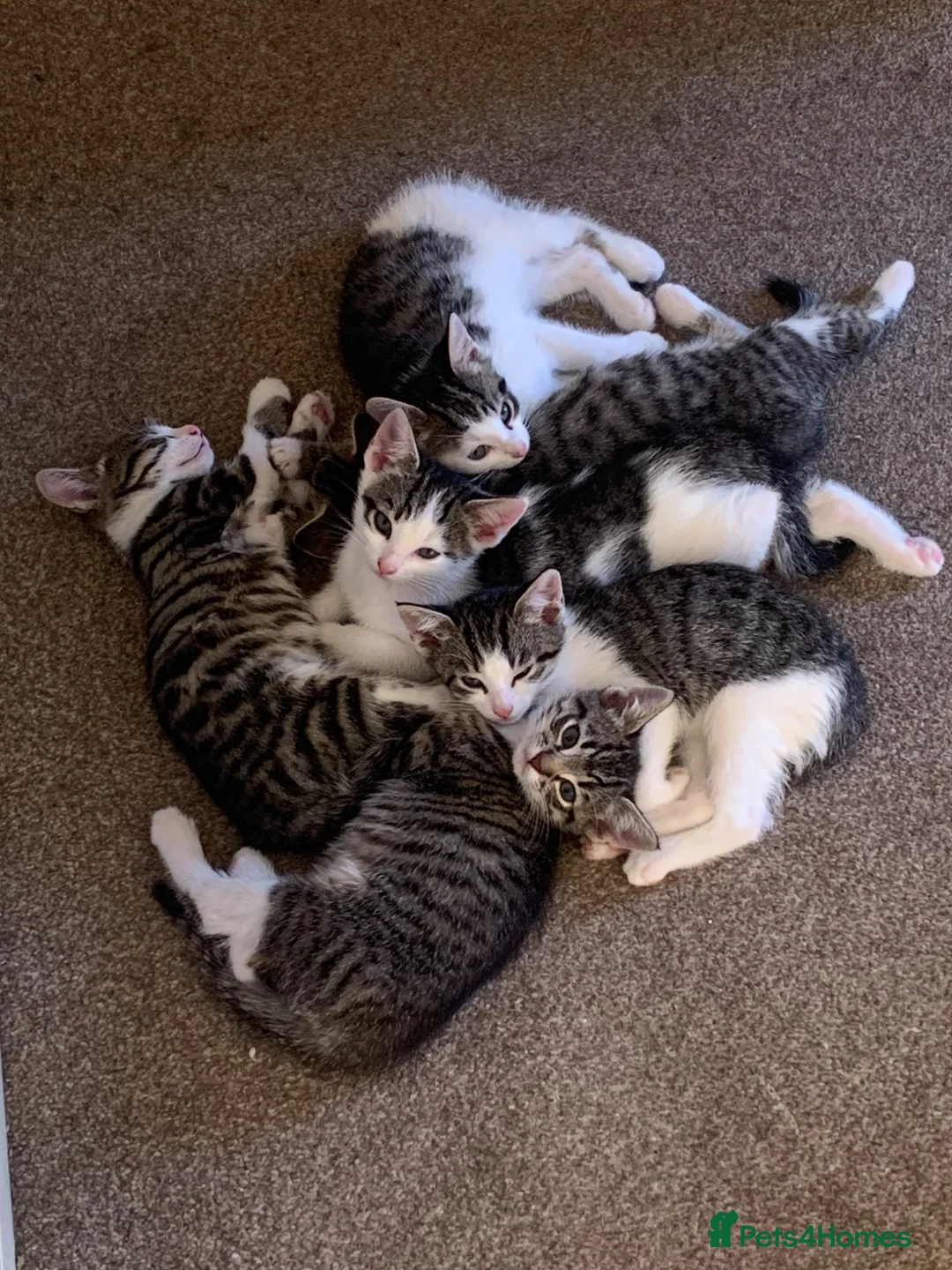 Mixed Breed cats for sale: 6 kittens ready to go in Ilford - Advert 13