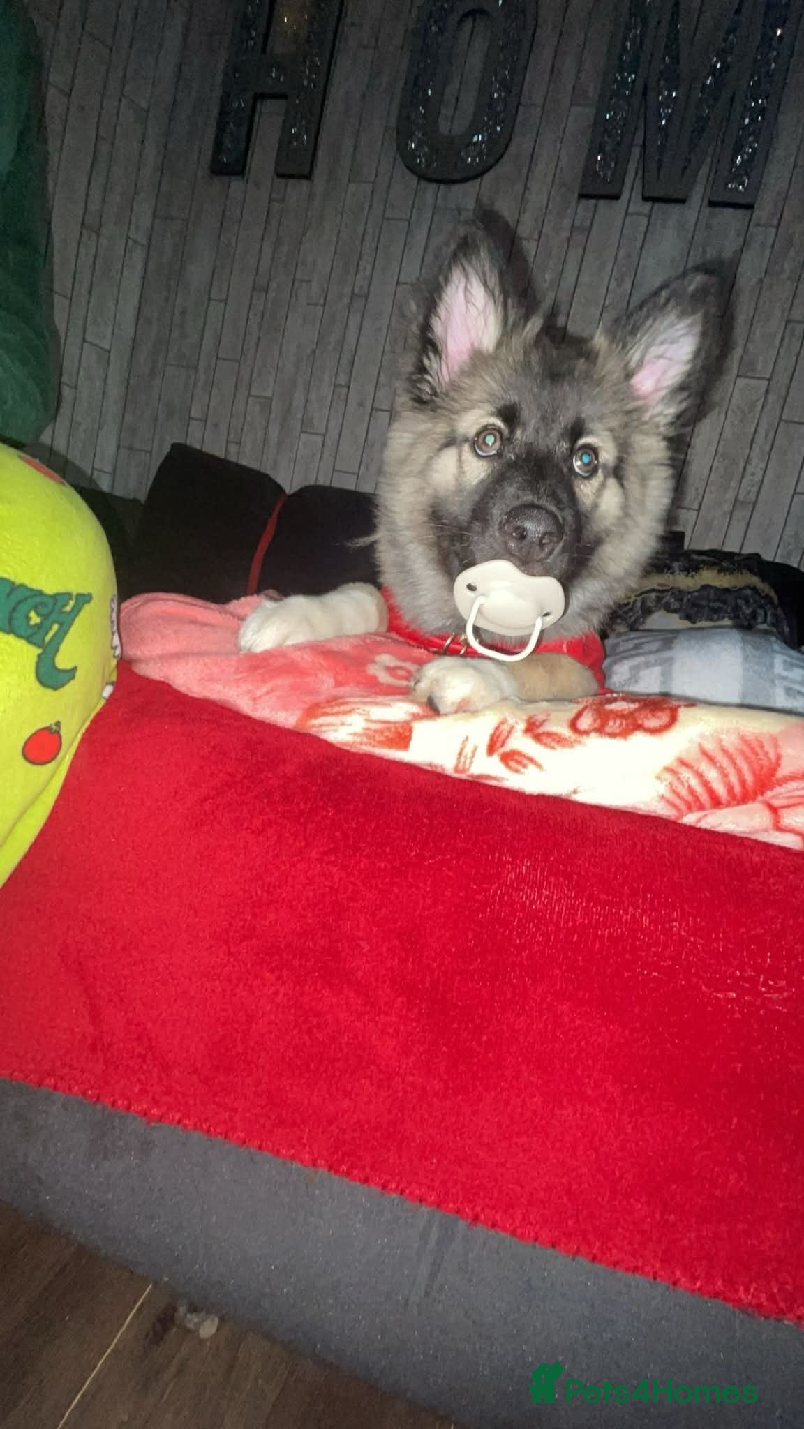 Shepsky dogs Puppy for sale - Advert 7