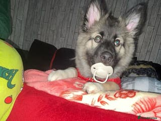 Shepsky dogs Puppy for sale - Advert 1