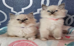 Ragdoll cats for sale: 🏆 CHAMPION FATHER 🏆GCCF REGISTERED KITTENS  - Image 6