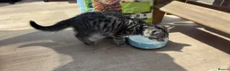 Mixed Breed cats for sale: Tabby boy kitten  - Advert 3