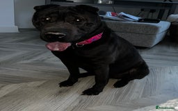 Mixed Breed dogs for sale: Sharpei cross for Rehoming  - Image 5