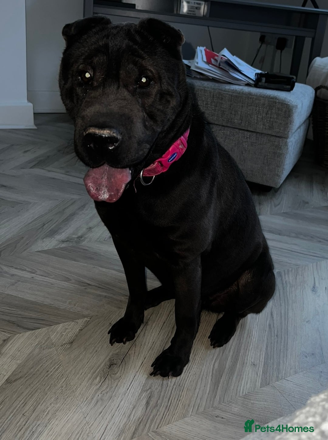Mixed Breed dogs for sale: Sharpei cross for Rehoming  - Image 5