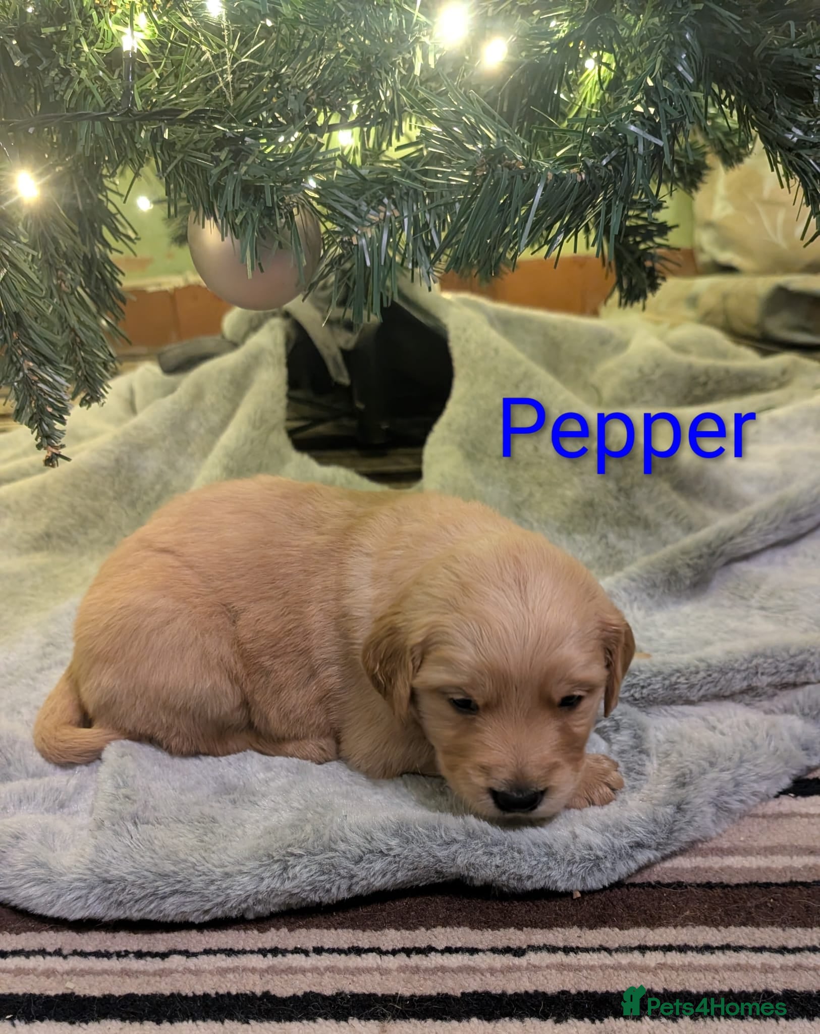 Golden Retriever dogs KC Reg Working Golden Retriever Puppies  - Advert 3