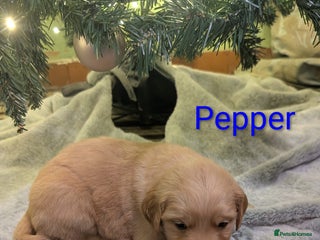 Golden Retriever dogs KC Reg Working Golden Retriever Puppies - Advert 1