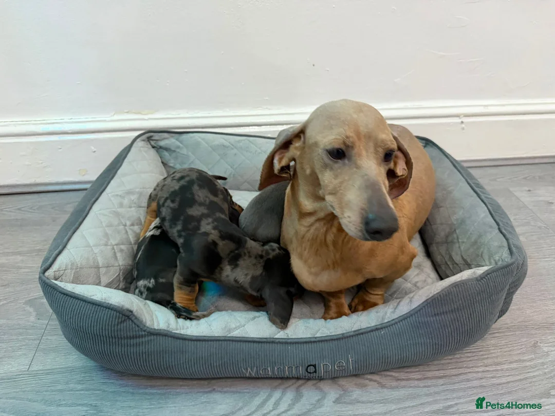 Dachshund dogs for sale: Miniature Dachshund puppies  - Advert 12