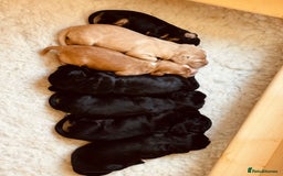 Cocker Spaniel dogs for sale: KC working cocker spaniel puppies - Image 7
