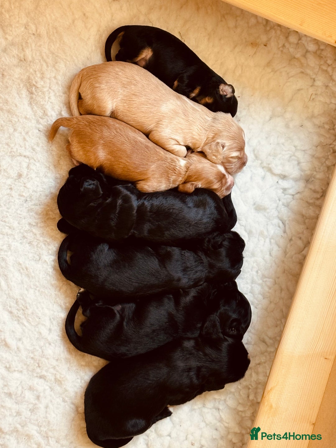 Cocker Spaniel dogs for sale: KC working cocker spaniel puppies - Image 7