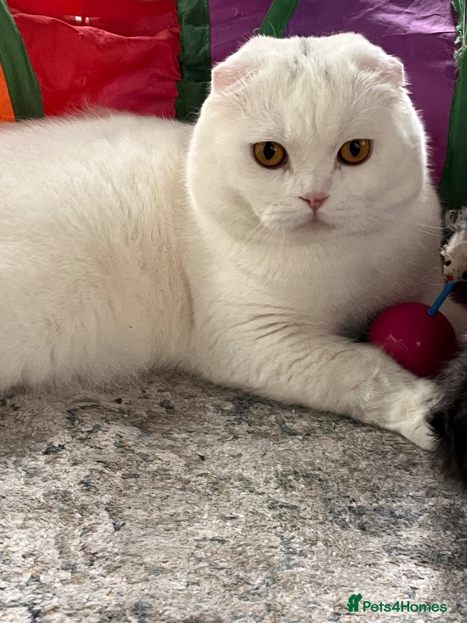 British Shorthair cats British shorthair & Scottish fold  - Advert 2