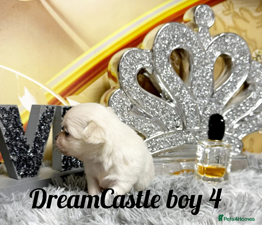 Chihuahua dogs for sale: KC reg Long coat boys available  - Advert 21