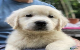 Golden Retriever dogs for sale: Chunky Golden Retriever pups with cream coats - Image 5