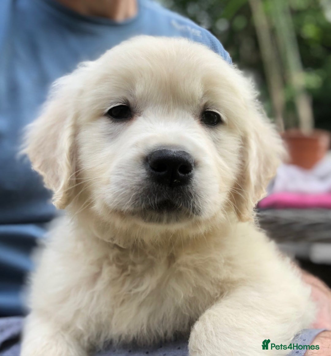 Golden Retriever dogs for sale: Chunky Golden Retriever pups with cream coats - Image 5
