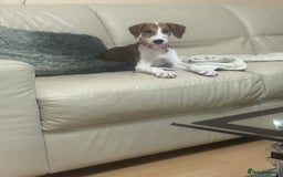 Saluki dogs for sale: Rosie is looking for her forever home  - Advert 2