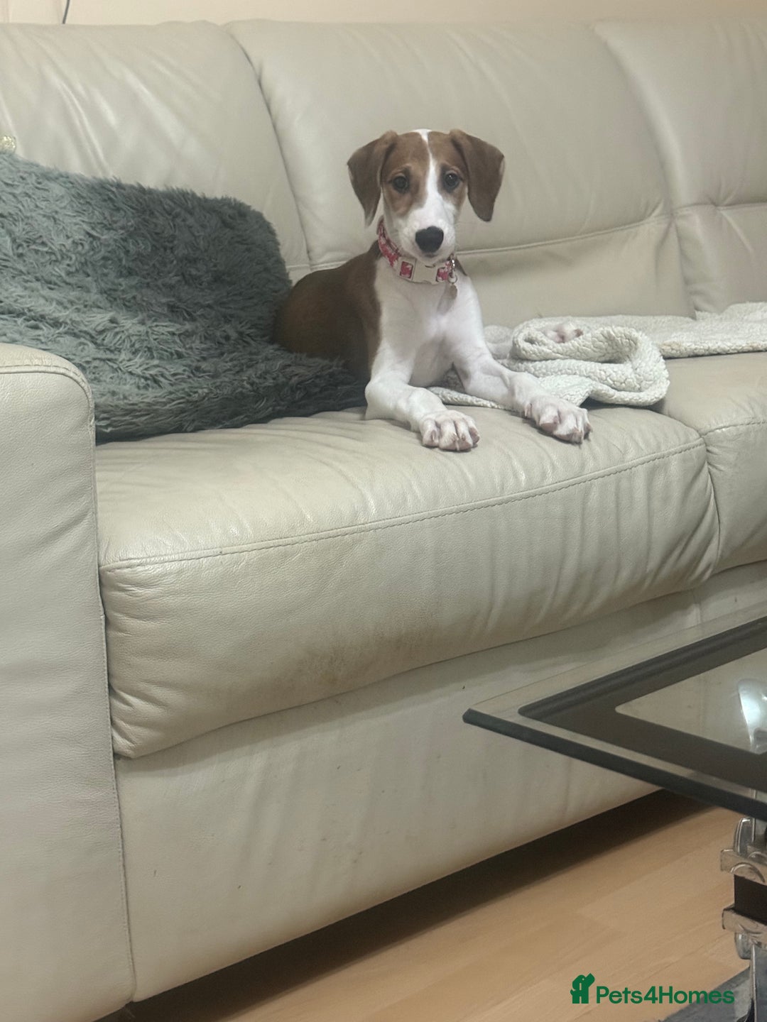 Saluki dogs for sale: Rosie is looking for her forever home  - Advert 2