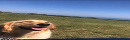 Golden Retriever dogs for sale: Chunky kc registered golden retriever puppy’s  - Advert 20