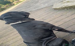 Presa Canario dogs for stud: Presa canario for stud  - Image 4