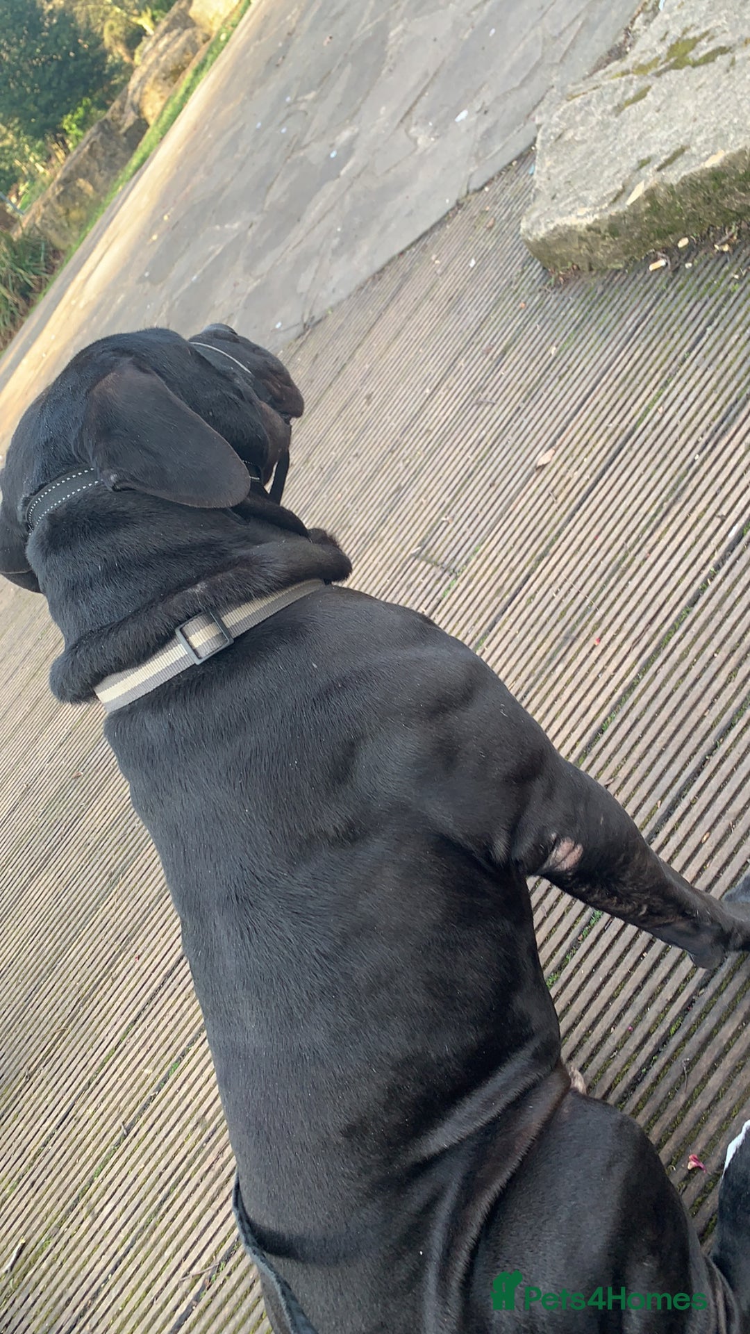 Presa Canario dogs for stud: Presa canario for stud  - Image 4