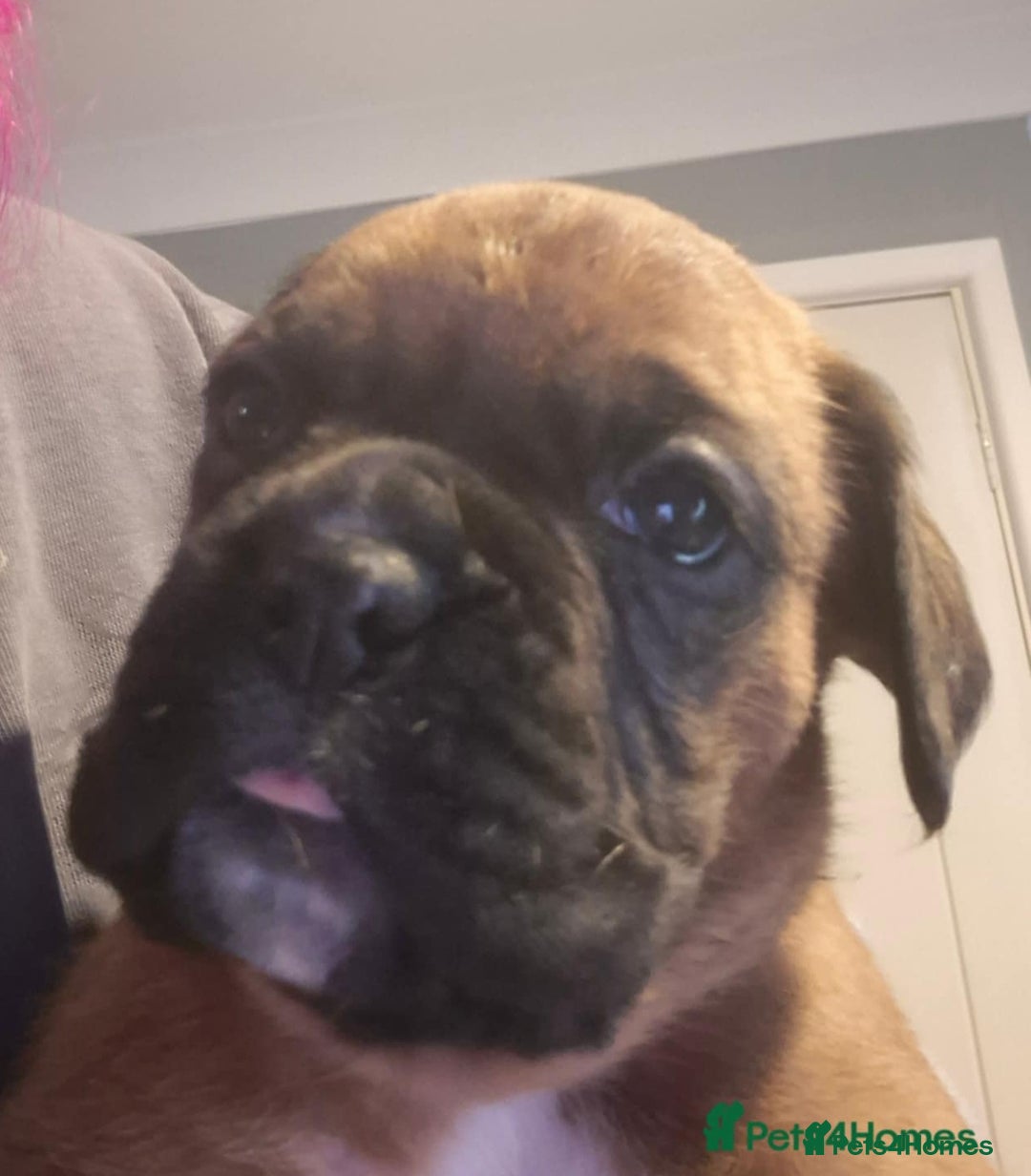 Boxer dogs for sale: ** 1 left*Beautiful bobtail & longtail kc boxer  - Advert 21