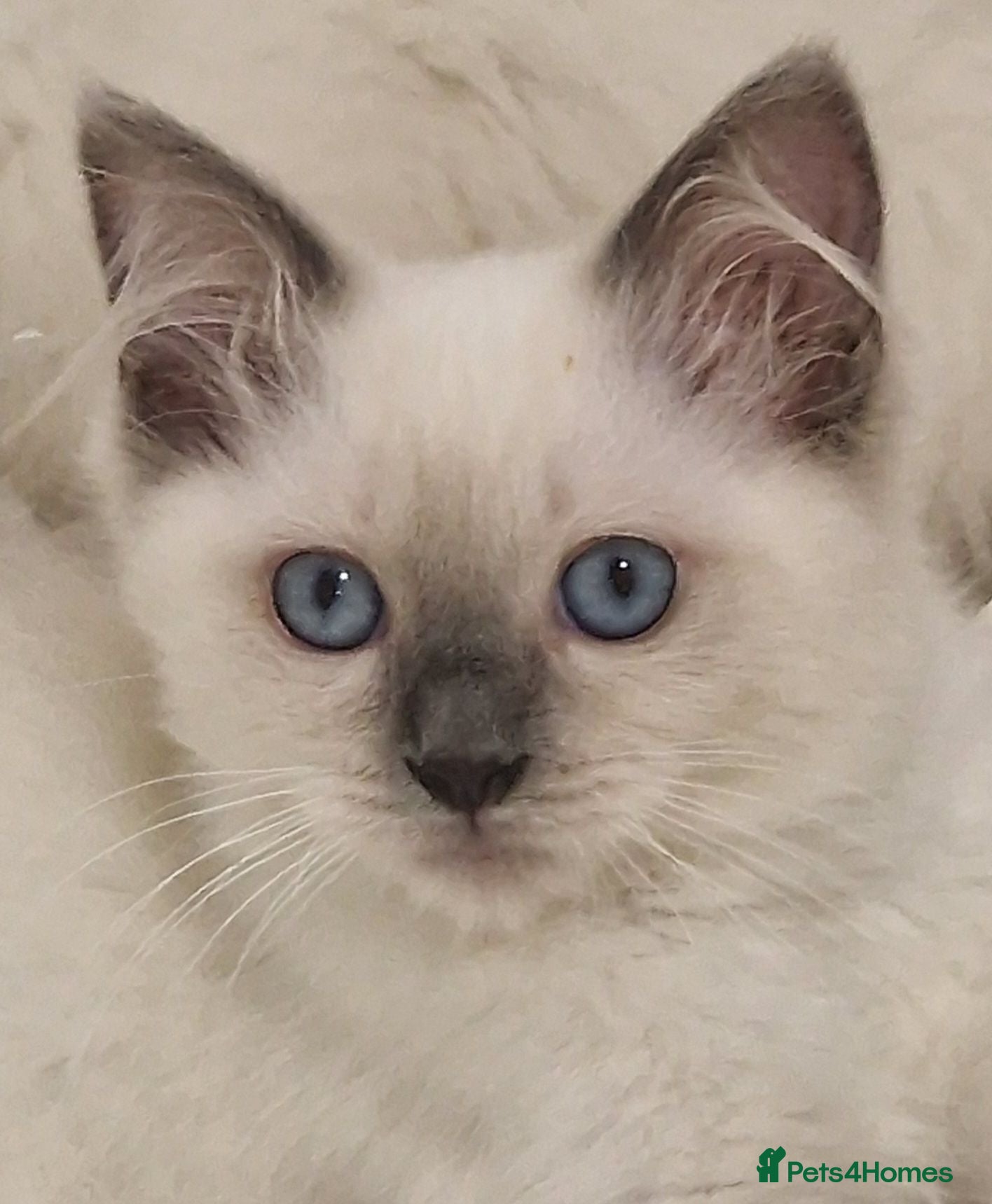 Perdoll cats Gorgeous litter gccf registered Ragdoll kittens  - Advert 1