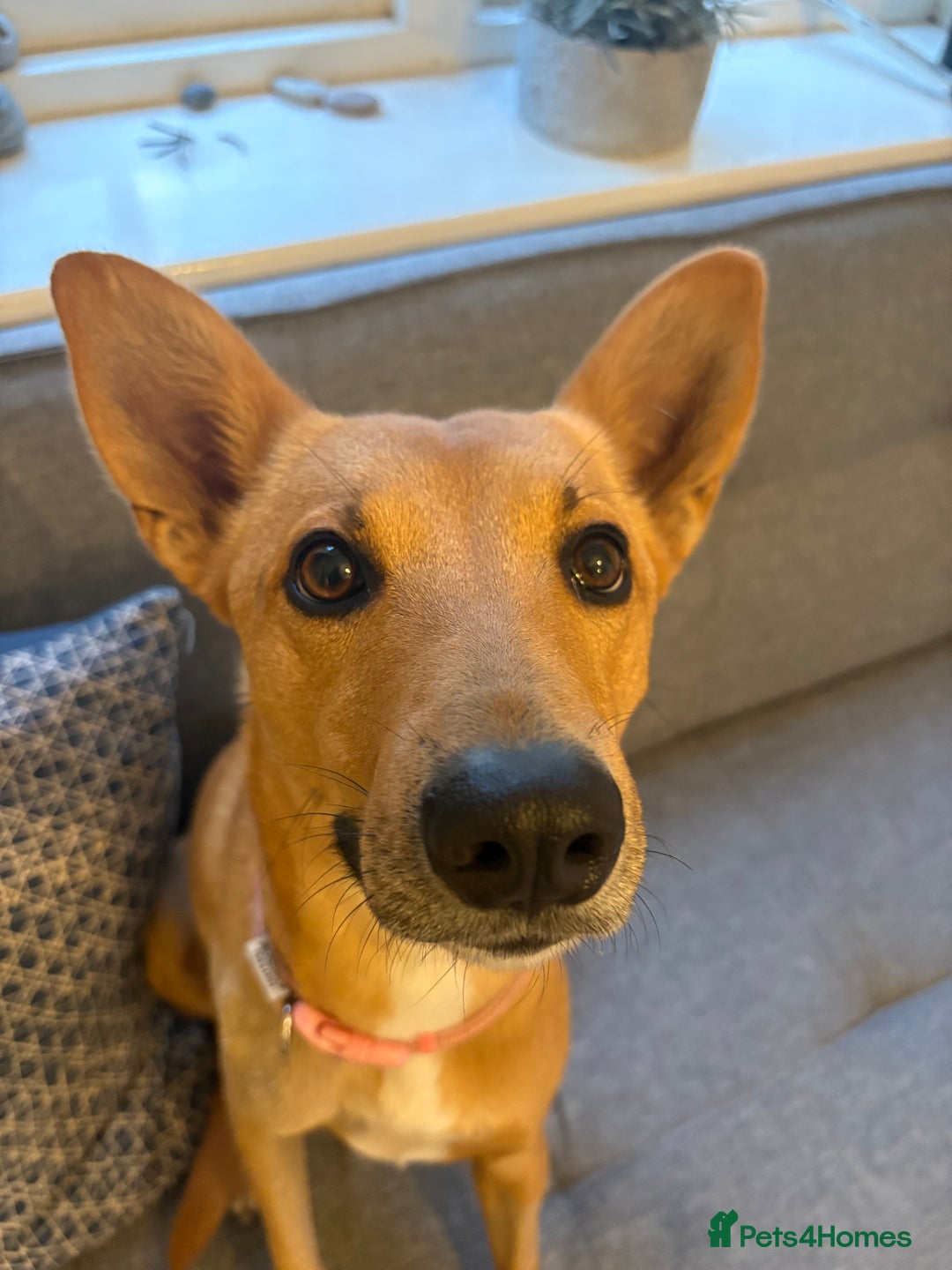 Mixed Breed dogs for sale: FREE DOG - Advert 4