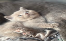 British Shorthair cats for sale: Amazing GCCF registered British shorthair kitten - Image 6