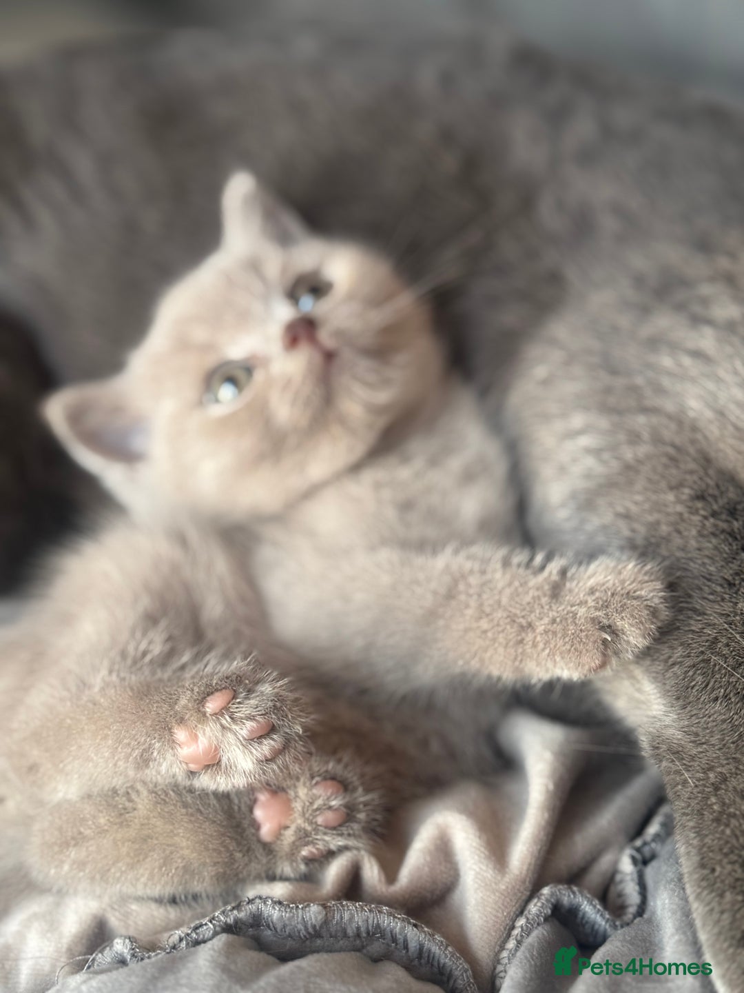 British Shorthair cats for sale: Amazing GCCF registered British shorthair kitten - Image 6
