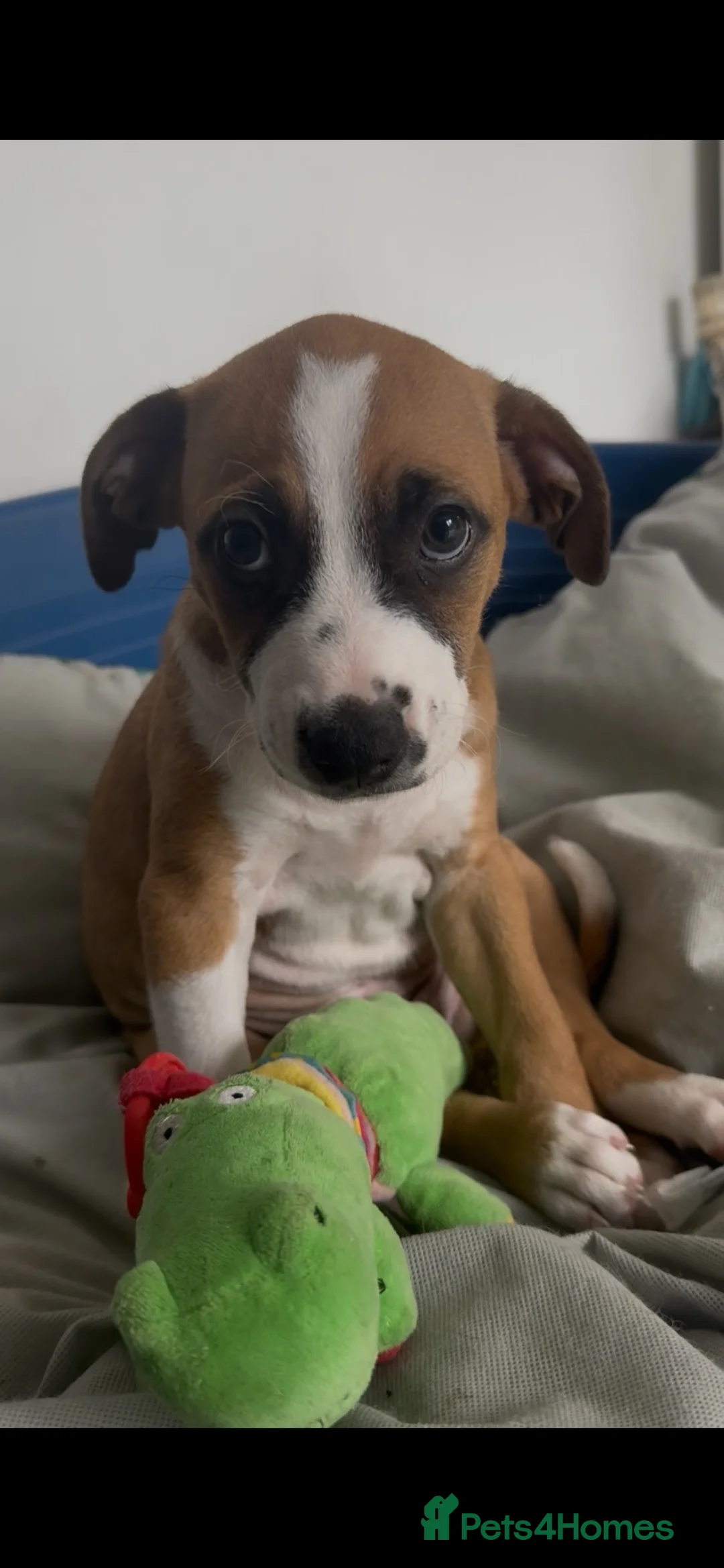 Mixed Breed dogs for sale: 9 weeks old - Advert 5