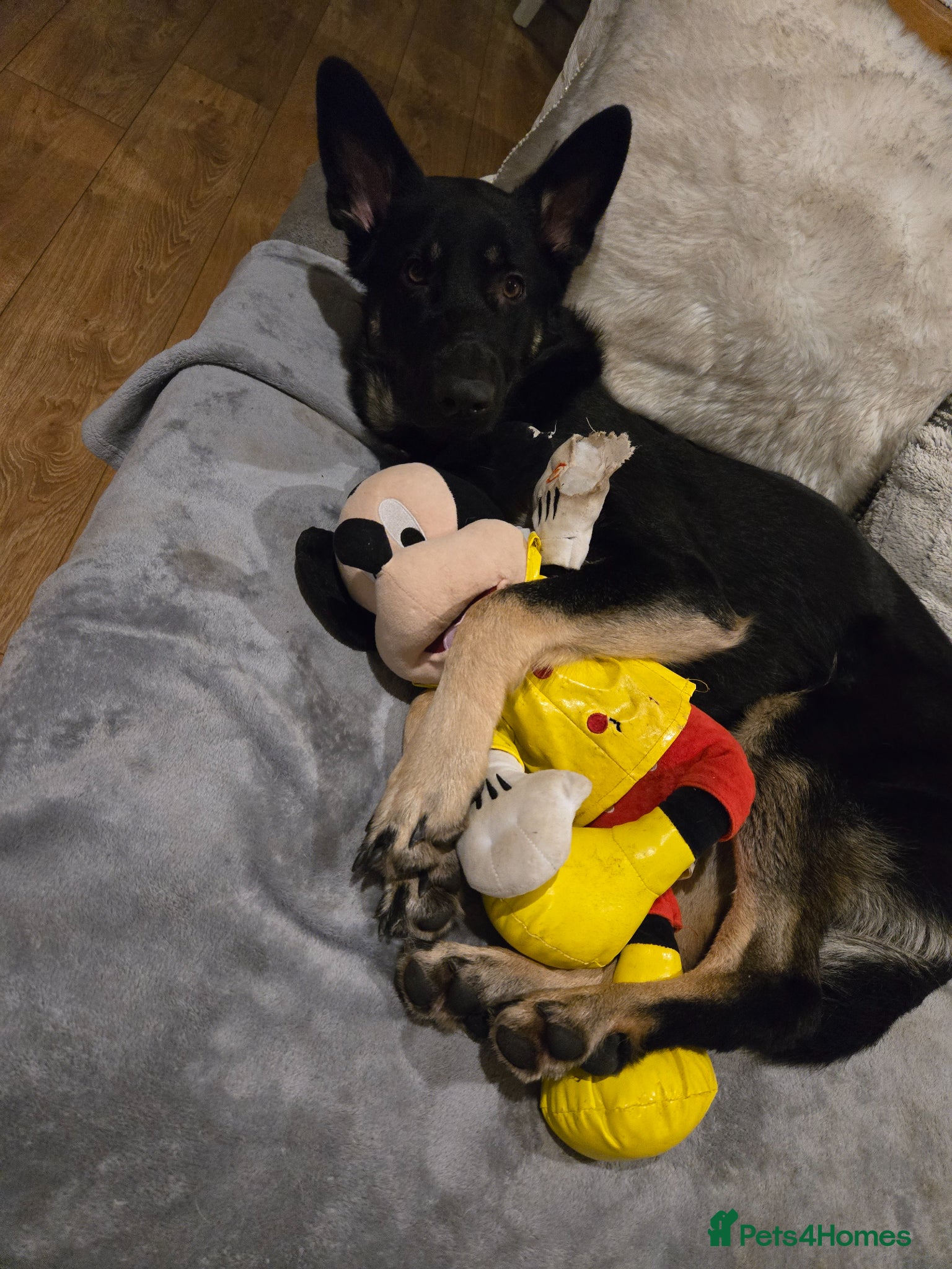 German Shepherd dogs Male 1year old old German Sheppard  - Advert 5