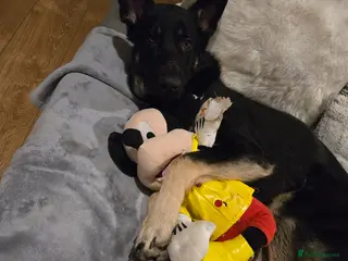 German Shepherd dogs Male 1year old old German Sheppard - Advert 5