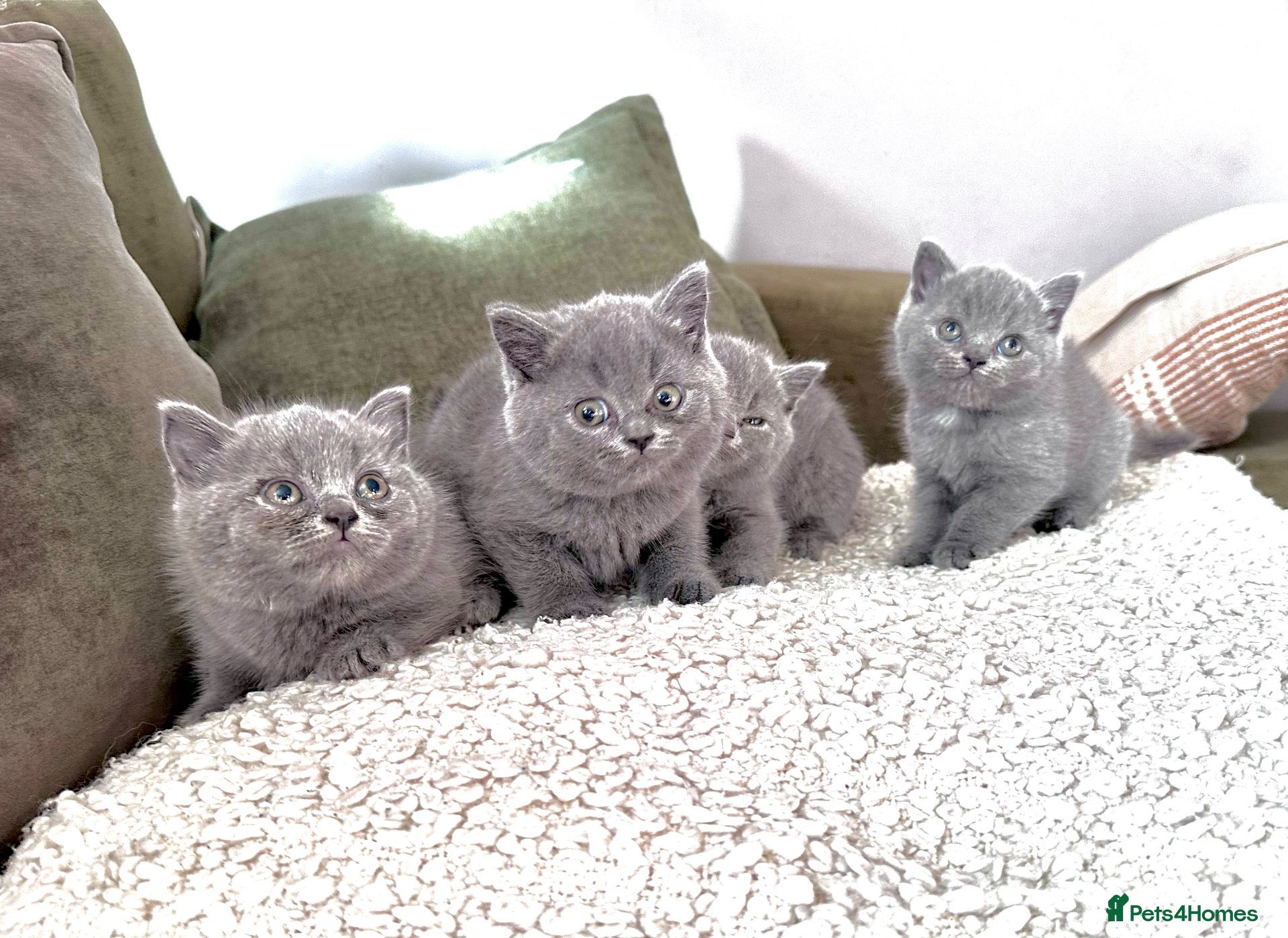 British Shorthair cats Solid blue and blue bi-colour kittens Cornwall - Advert 1