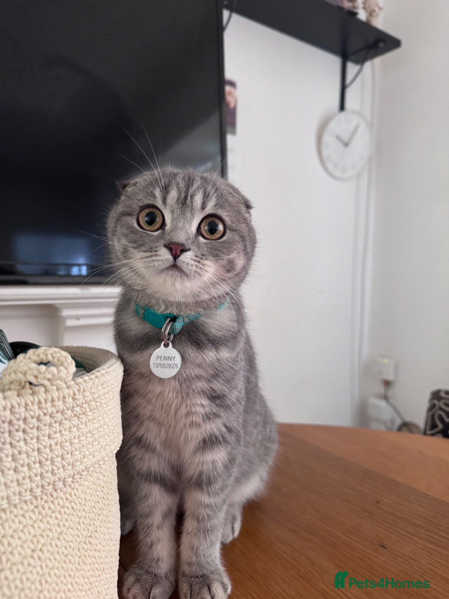 Scottish Fold cats Scottish fold female  - Advert 5