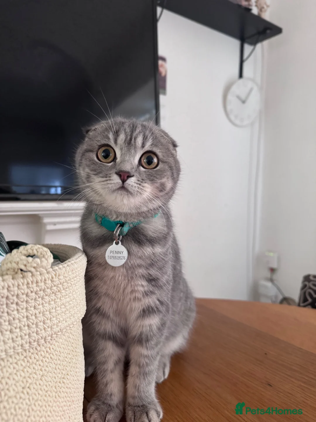 Scottish Fold cats for sale: Scottish fold female  - Advert 1