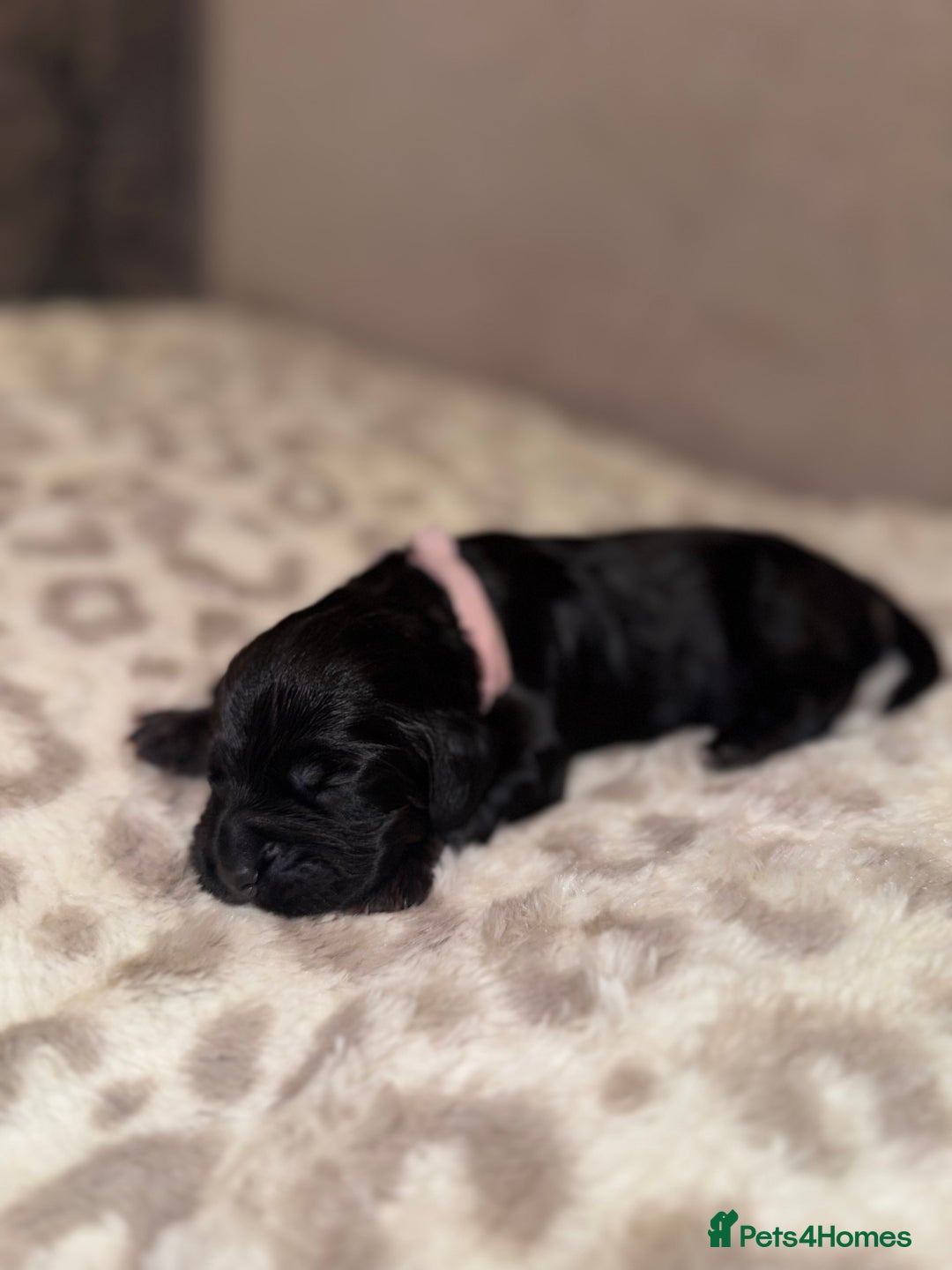 Cocker Spaniel dogs for sale: Health tested KC Registered working cocker Spaniel - Advert 9