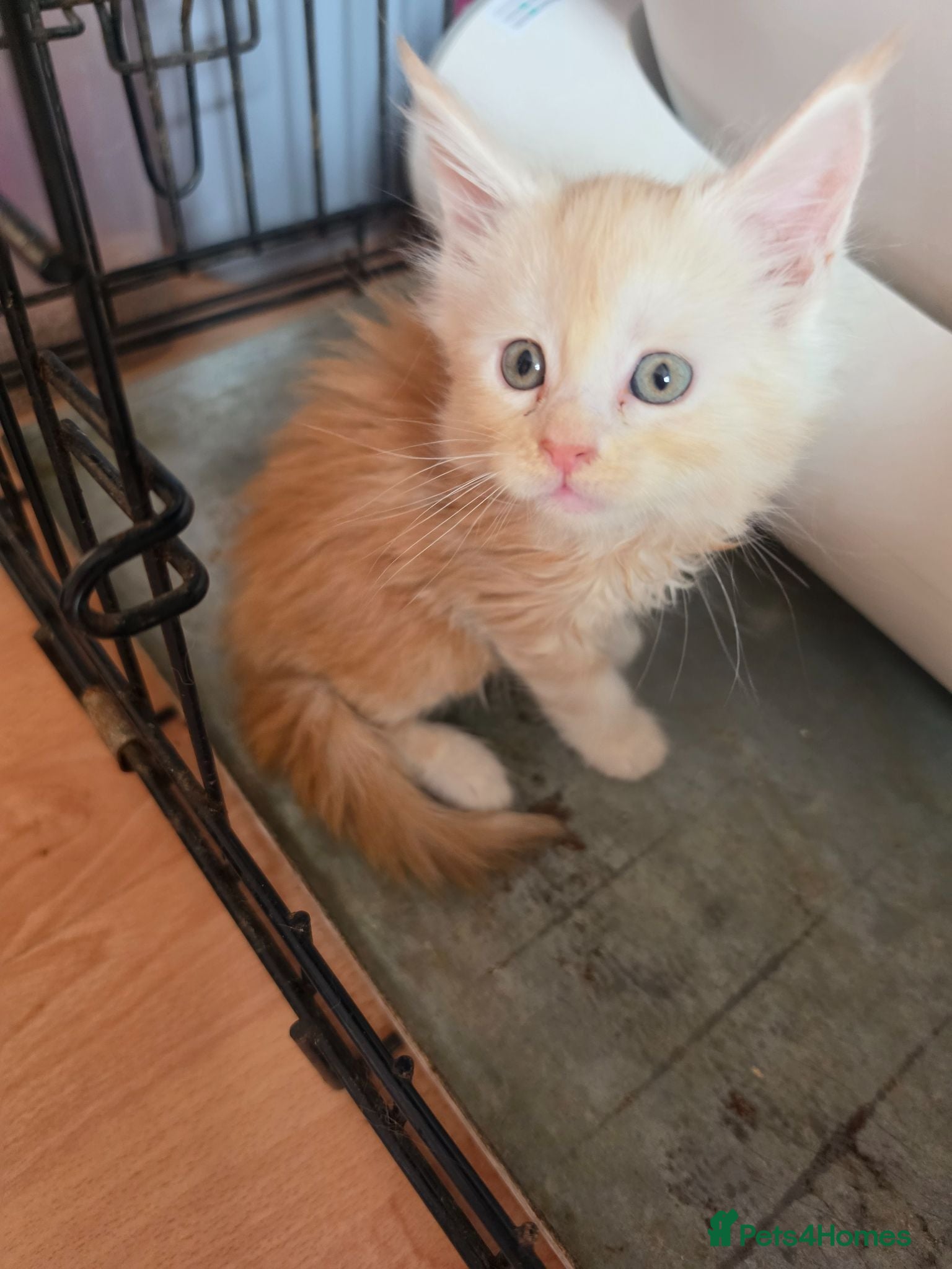 Maine Coon cats PEDIGREE MAINE COON KITTENS  - Advert 16