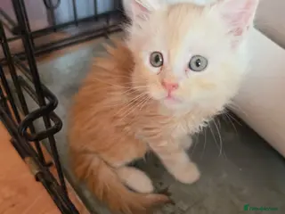 Maine Coon cats PEDIGREE MAINE COON KITTENS - Advert 16