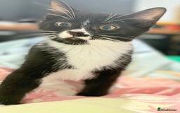 Domestic Shorthair cats for sale: Kittens ready now  - Image 4