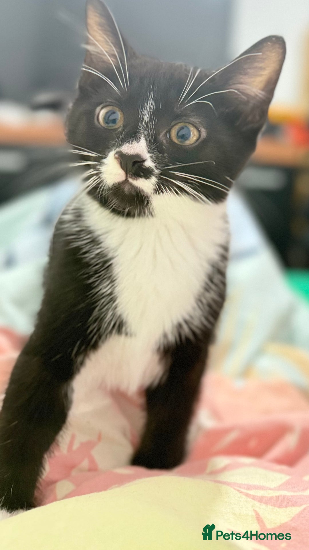 Domestic Shorthair cats for sale: Kittens ready now  - Image 4