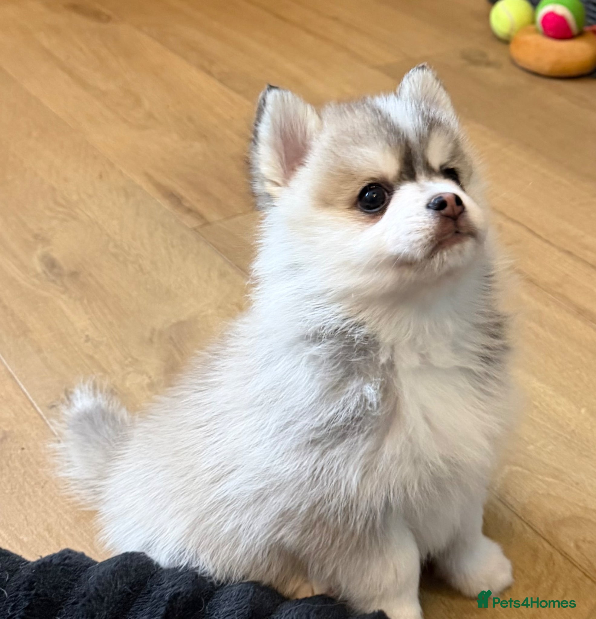 Pomsky dogs Stunning Tiny Pomsky babies - Advert 1