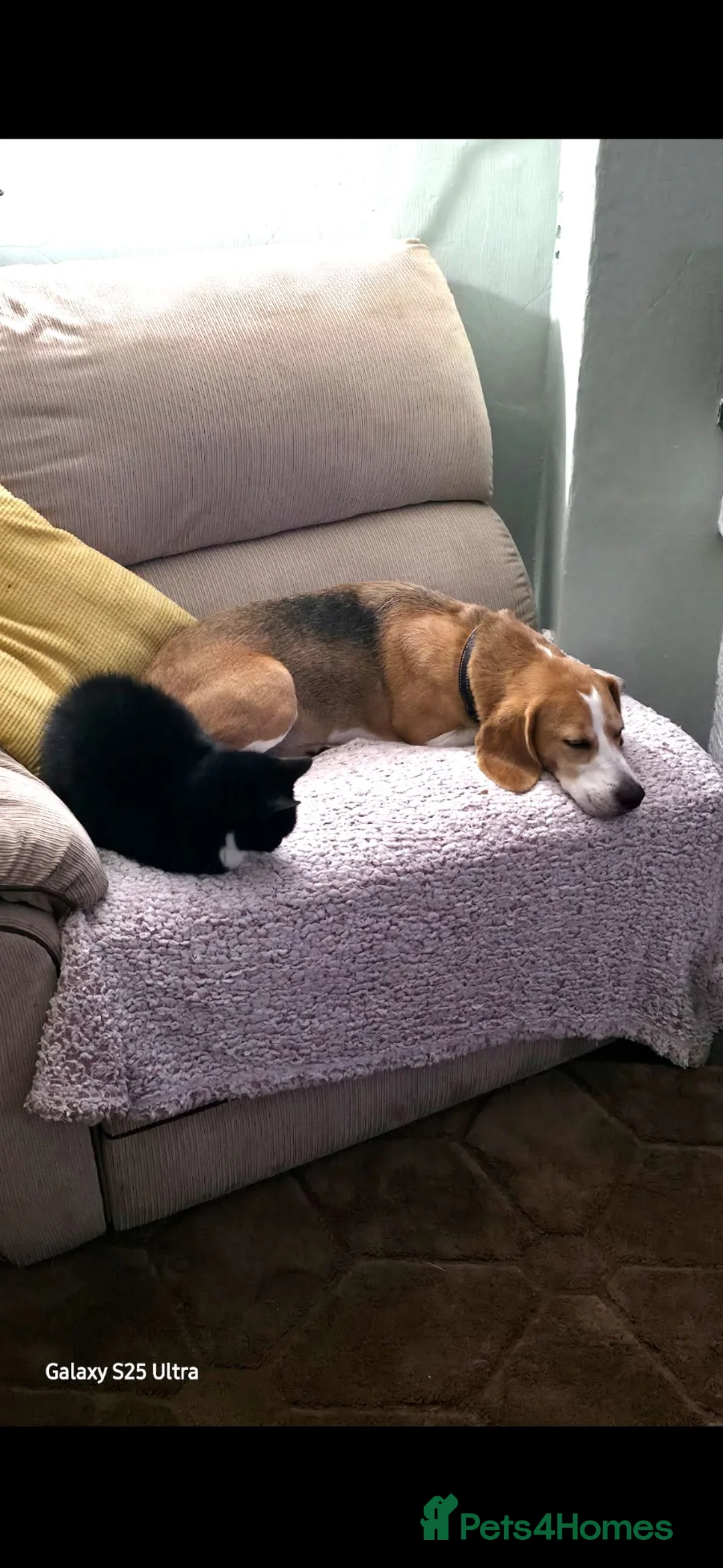 Beagle dogs for sale: Cooper, 5yr old Beagle  in Preston - Advert 6