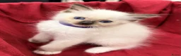 Ragdoll cats for sale: Purebred Ragdoll Kittens  - Advert 28