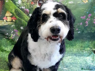 Mixed Breed dogs PROVEN Pure F1 Miniature Bernedoodle -Stud Offered in Saffron Walden - Advert 5