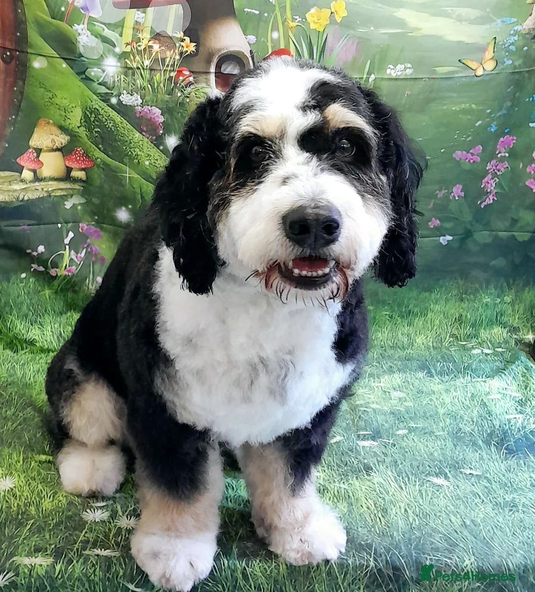Mixed Breed dogs for stud: PROVEN Pure F1 Miniature Bernedoodle -Stud Offered in Saffron Walden - Advert 1