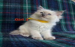 Ragdoll cats for sale: Ragdoll Kitten GCCF, ready now. - Image 12